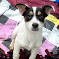 Thumbnail photo of Cosmo #1