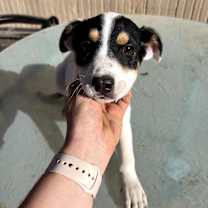 Thumbnail photo of Cosmo #2