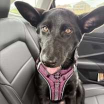 Thumbnail photo of Padfoot #1