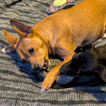 Thumbnail photo of Canelita #3