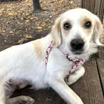 Thumbnail photo of Punkin Pie #4