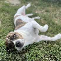 Thumbnail photo of Willie #1