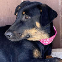 Thumbnail photo of RAVEN #4