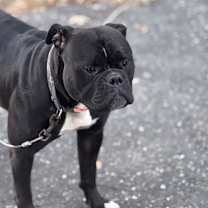 Thumbnail photo of Zelda #1