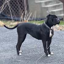 Thumbnail photo of Zelda #3