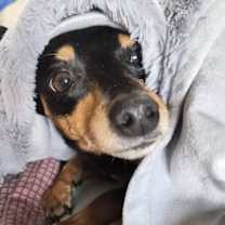 Thumbnail photo of Snoop #1