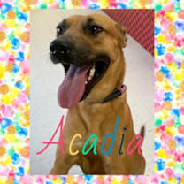 Thumbnail photo of Acadia #2