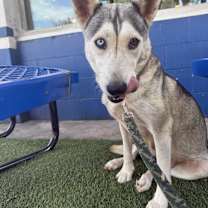 Thumbnail photo of ECHO WREN #2