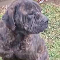 Thumbnail photo of D'Jango #2