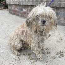 Thumbnail photo of Ollie #3