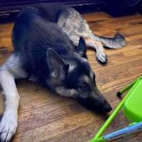 Thumbnail photo of Atlas (CL) #2