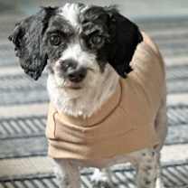 Thumbnail photo of Molly #3