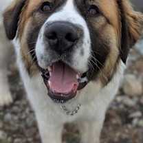 Thumbnail photo of Yukon #1