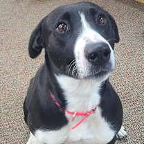 Thumbnail photo of Raya #2