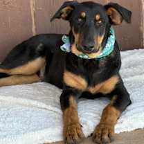 Thumbnail photo of SCOUT #1