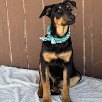 Thumbnail photo of SCOUT #4