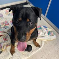 Thumbnail photo of Zoie 5007 #2