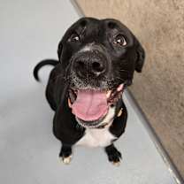 Thumbnail photo of Zenobia #1