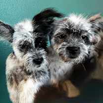 Thumbnail photo of ST. LUCIA #3