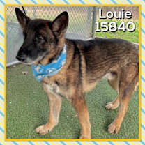 Thumbnail photo of LOUIE #2