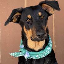 Thumbnail photo of SCOUt #2