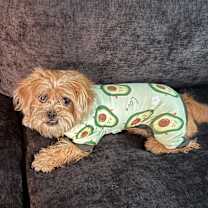 Thumbnail photo of Judah #2