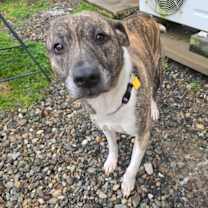 Thumbnail photo of Sadie #2