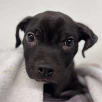 Thumbnail photo of Lightbulb #1