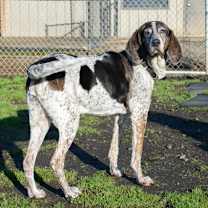 Thumbnail photo of Maxwell #1