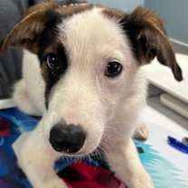 Thumbnail photo of DRACO #2