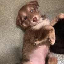 Thumbnail photo of Jolly Holly #2