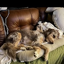 Thumbnail photo of Remy #4