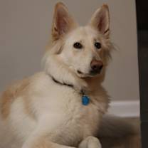 Thumbnail photo of Sadie #3