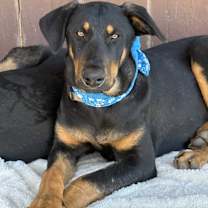 Thumbnail photo of BUSTER #4