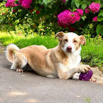 Thumbnail photo of Nala #2