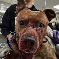 Thumbnail photo of Bingo #2