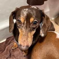 Thumbnail photo of Willow #1