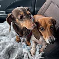 Thumbnail photo of Willow #3