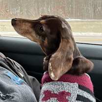 Thumbnail photo of Willow #4