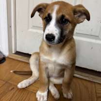 Thumbnail photo of NY Tessa Avail Dec 27 (Tractor Supply - Patterson) #3