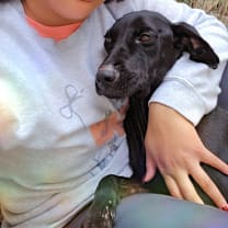 Thumbnail photo of Camilla *Adoption Pending* #2