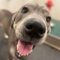 Thumbnail photo of Josie #4