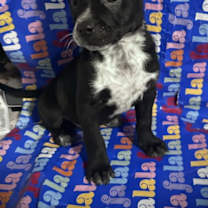 Thumbnail photo of Tinsel #4