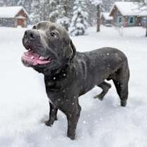 Thumbnail photo of Atlas #4