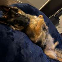 Thumbnail photo of Sam #4