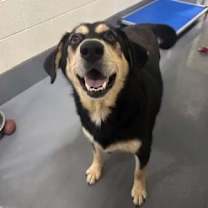 Thumbnail photo of Rebel #2