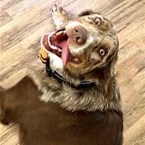 Thumbnail photo of Cooper #2