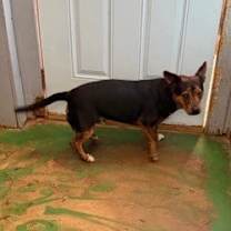 Thumbnail photo of Manny 25 #2