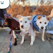 Thumbnail photo of Abby (H) #2