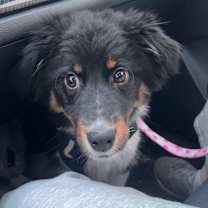 Thumbnail photo of Aurora #4